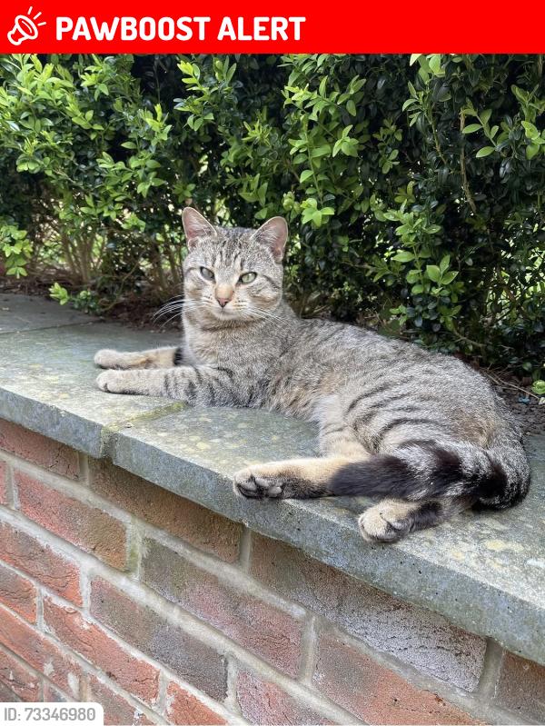 Lost Male Cat last seen Number 21 mant close, Wickham, England RG20 8HN