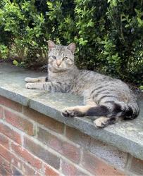 Lost Male Cat last seen Number 21 mant close, Wickham, England RG20 8HN