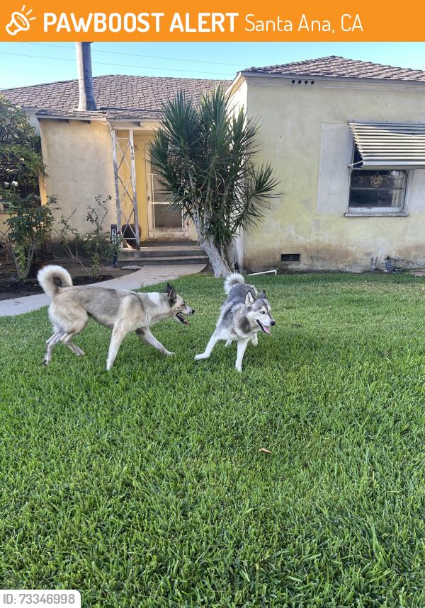 Found/Stray Unknown Dog last seen Raitt and Washington, by SAC, Santa Ana, CA 92706