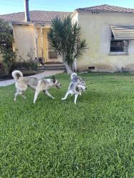 Found/Stray Unknown Dog last seen Raitt and Washington, by SAC, Santa Ana, CA 92706