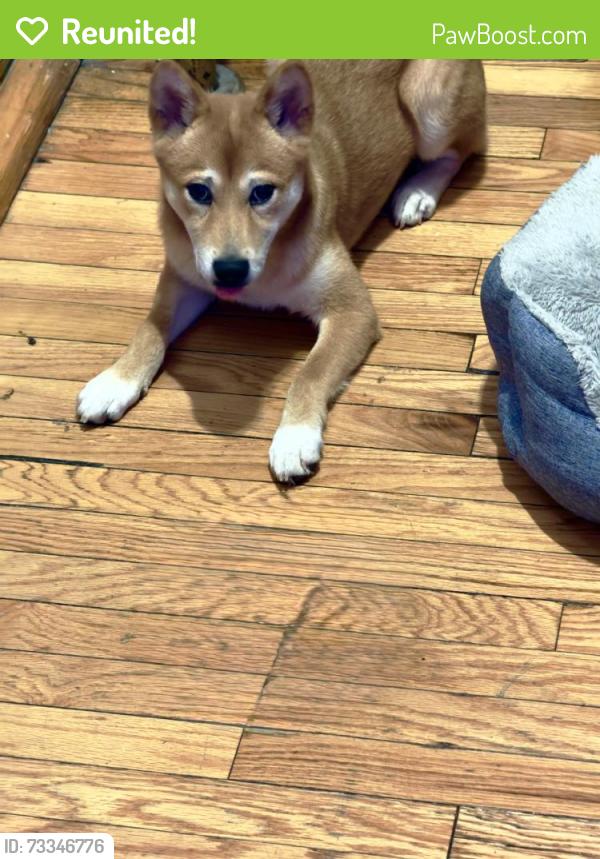 Reunited Female Dog last seen 52nd & south maplewood ave, Chicago, IL 60632
