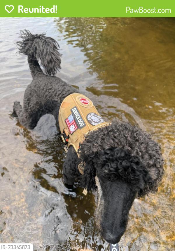 Reunited Male Dog last seen Academy Rd and Fish Lake Rd, Holly, MI 48442