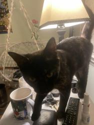 Found/Stray Unknown Cat last seen Tyning Street and Regency Street, High Point, NC 27265, High Point, NC 27265