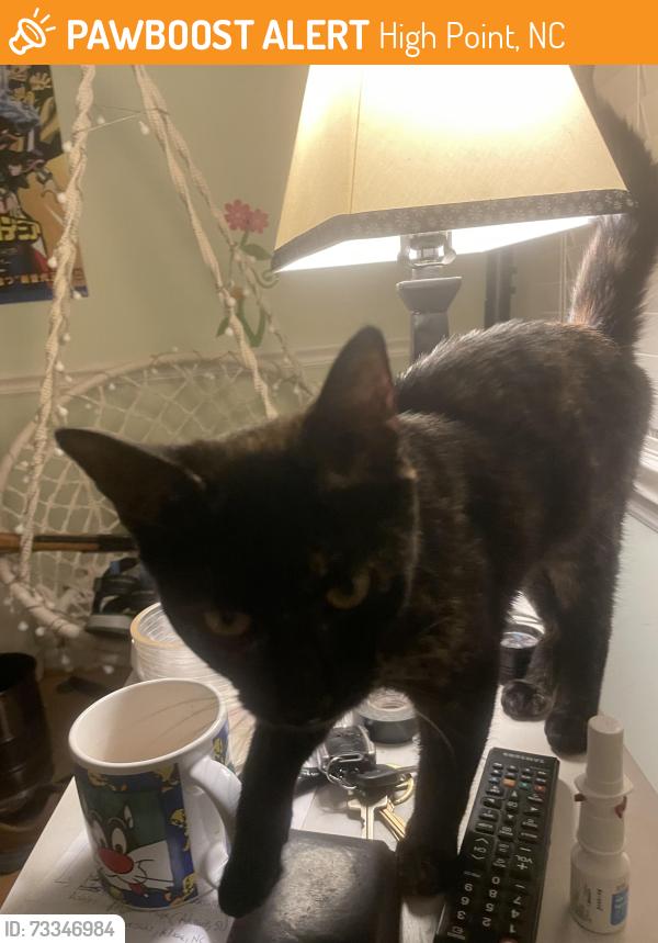 Found/Stray Unknown Cat last seen Tyning Street and Regency Street, High Point, NC 27265, High Point, NC 27265