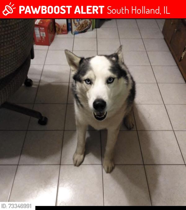 Lost Male Dog last seen 161st place & Ellis Ave, South Holland, IL 60473