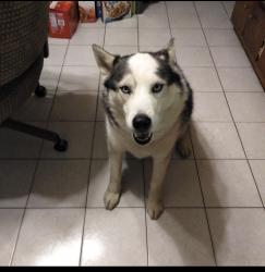 Lost Male Dog last seen 161st place & Ellis Ave, South Holland, IL 60473
