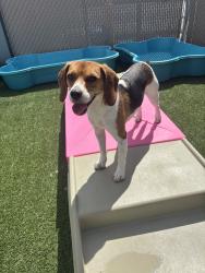 Lost Female Dog last seen Nonaville rd, Mt. Juliet, TN 37122