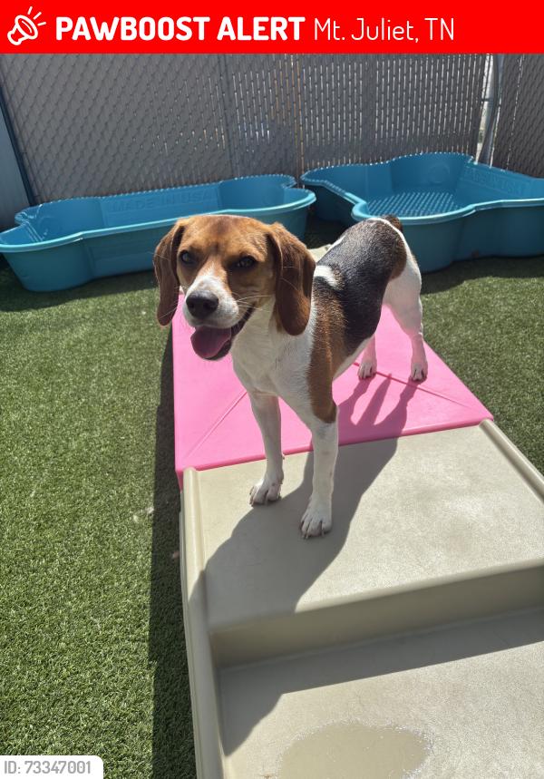 Lost Female Dog last seen Nonaville rd, Mt. Juliet, TN 37122