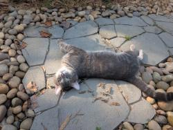 Found/Stray Unknown Cat last seen Near Oakley Elementary, Biltmore Forest, NC 28803
