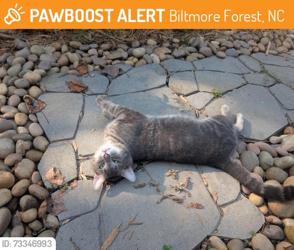 Found/Stray Unknown Cat last seen Near Oakley Elementary, Biltmore Forest, NC 28803