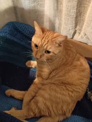 Reunited Female Cat last seen Skyline States, Cadillac Cove, Pelican Beach, Satellite Beach, FL 32937