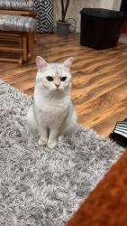 Lost Male Cat last seen commodore drive, Brampton, ON L6X 0T4