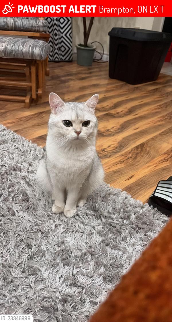 Lost Male Cat last seen commodore drive, Brampton, ON L6X 0T4