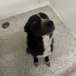 Reunited Male Dog last seen Port St. Lucie, Port St. Lucie, FL 34986