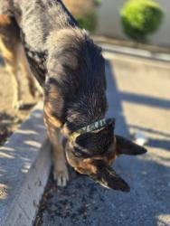 Found/Stray Unknown Dog last seen Beech ave and Merril Ave Fontana CA, Fontana, CA 92335