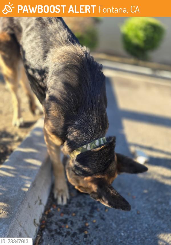 Found/Stray Unknown Dog last seen Beech ave and Merril Ave Fontana CA, Fontana, CA 92335
