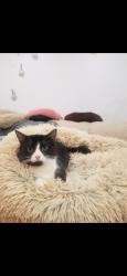Lost Female Cat last seen Brighton 5th Street and Brighton 4th Ct, Brooklyn, NY 11235