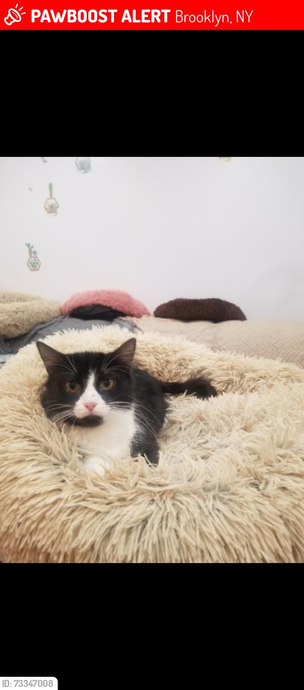 Lost Female Cat last seen Brighton 5th Street and Brighton 4th Ct, Brooklyn, NY 11235