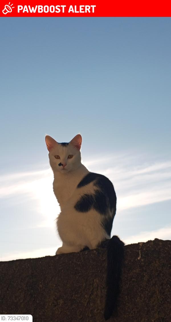 Lost Male Cat last seen Rua Gerhard Ens travessa A, Cidade Industrial de Curitiba, PR 81020-490