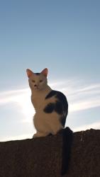 Lost Male Cat last seen Rua Gerhard Ens travessa A, Cidade Industrial de Curitiba, PR 81020-490