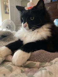 Lost Female Cat last seen South rd, Burlington, CT 06013
