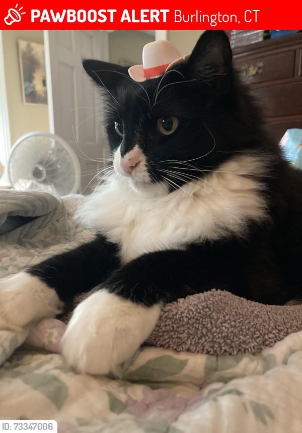 Lost Female Cat last seen South rd, Burlington, CT 06013