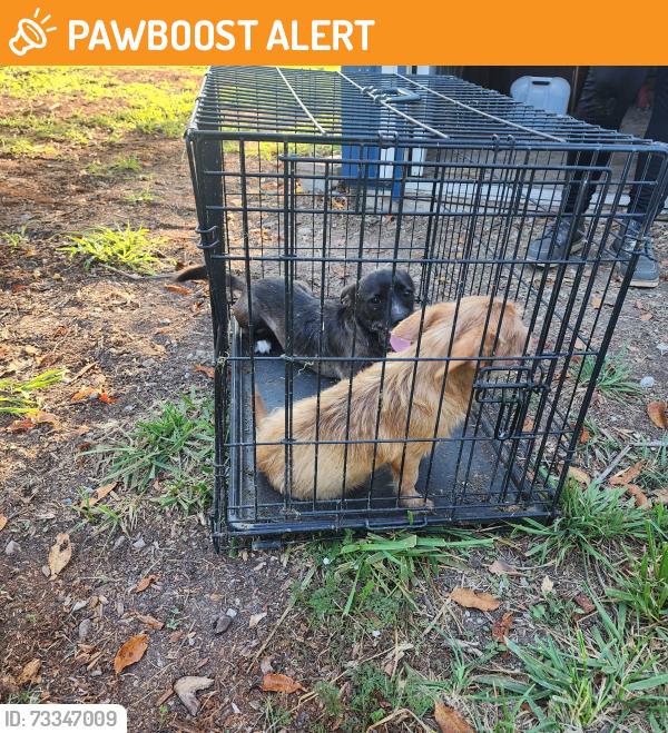 Found/Stray Male Dog last seen Near and 925 s, Cloverdale Township, IN 46120