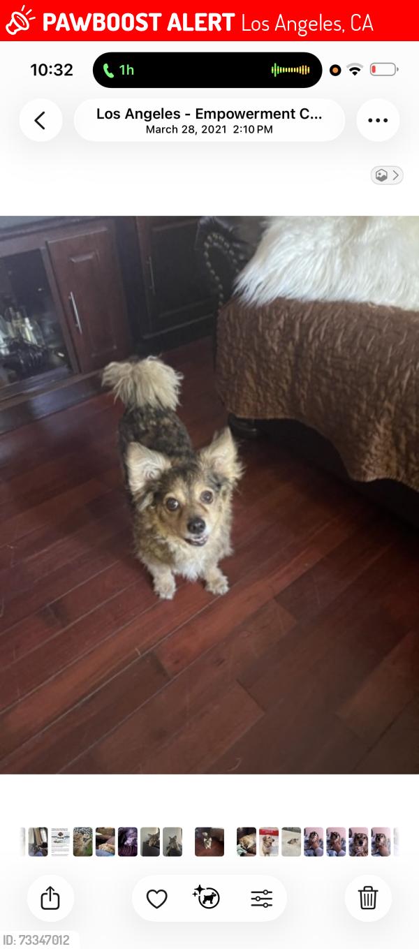 Lost Female Dog last seen Gage and Normandie, Los Angeles, CA 90047