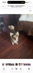 Lost Female Dog last seen Gage and Normandie, Los Angeles, CA 90047