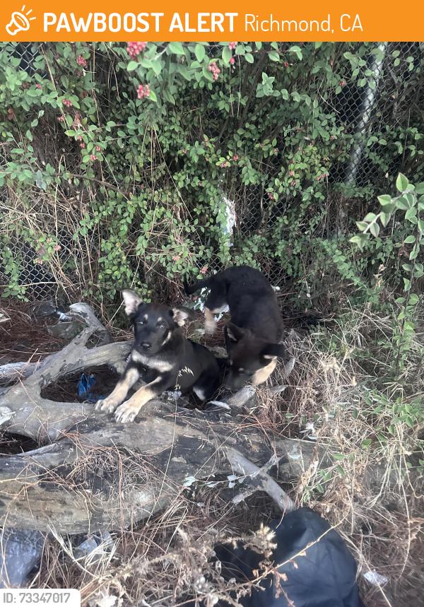 Found/Stray Female Dog last seen Pennsylvania st and 13th st Richmond ca, Richmond, CA 94801