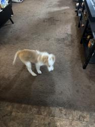 Found/Stray Male Dog last seen United supermarket, Lubbock, TX 79423