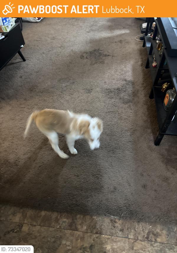 Found/Stray Male Dog last seen United supermarket, Lubbock, TX 79423