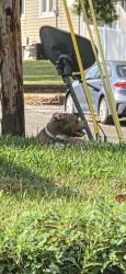 Found/Stray Unknown Dog last seen Morgan st, Swansea, IL 62226