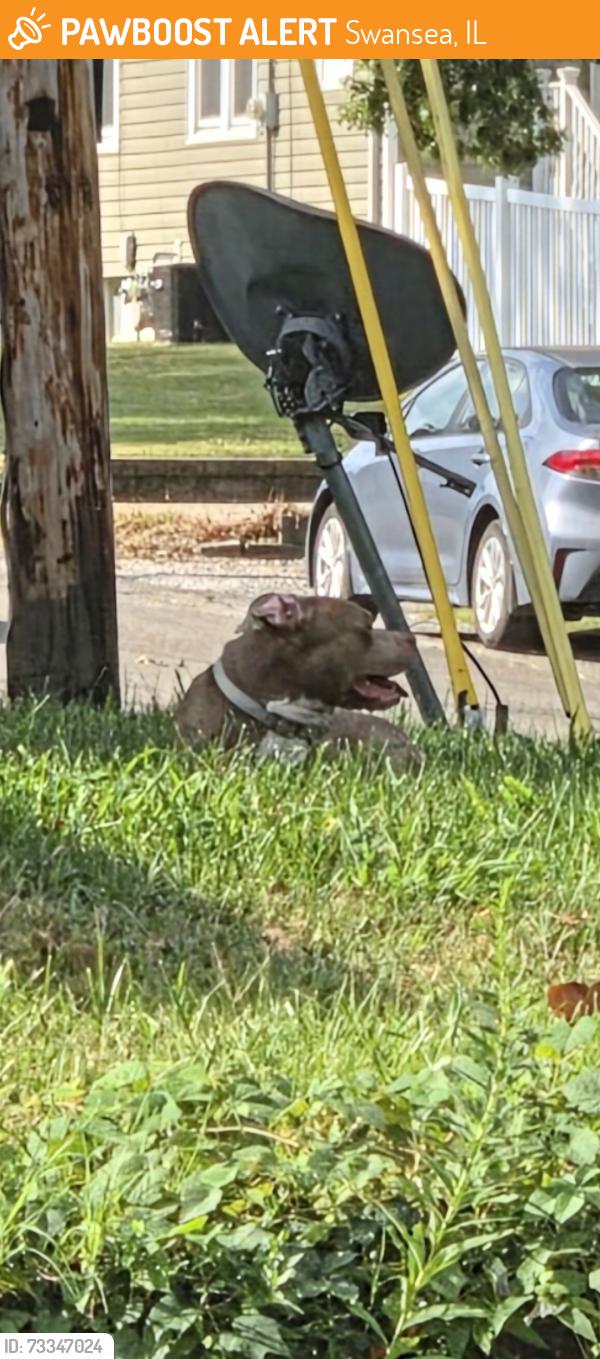 Found/Stray Unknown Dog last seen Morgan st, Swansea, IL 62226