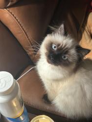 Lost Female Cat last seen 215th and Hwy 212, Boring, OR 97089