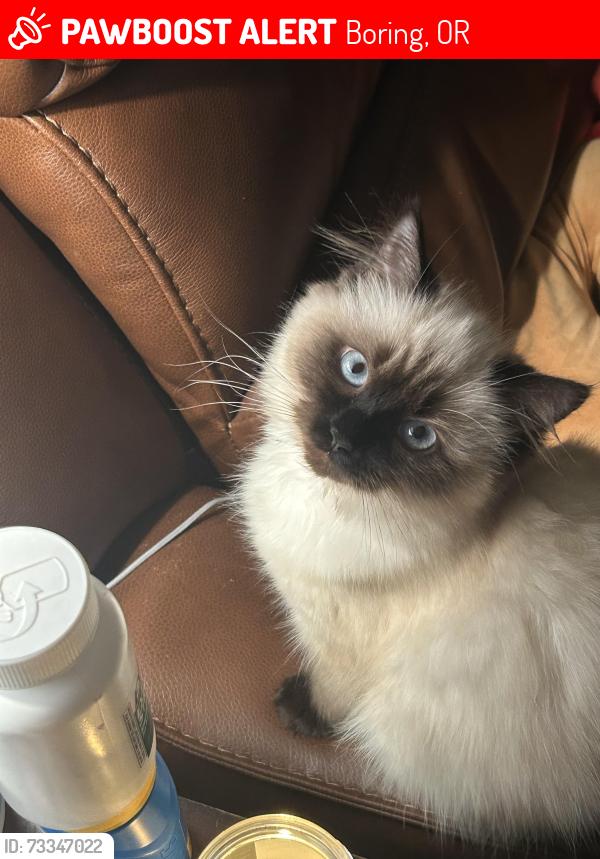 Lost Female Cat last seen 215th and Hwy 212, Boring, OR 97089