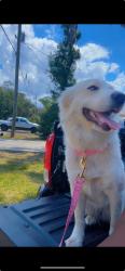 Lost Female Dog last seen James l reedman, Plant City, FL 33563