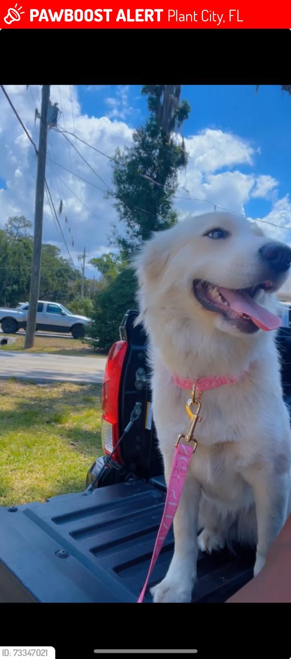Lost Female Dog last seen James l reedman, Plant City, FL 33563