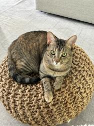 Reunited Female Cat last seen Last seen near NW 8th St & NW 4th Ct Conference Ridge, Boca Raton, Boca Raton, FL 33432