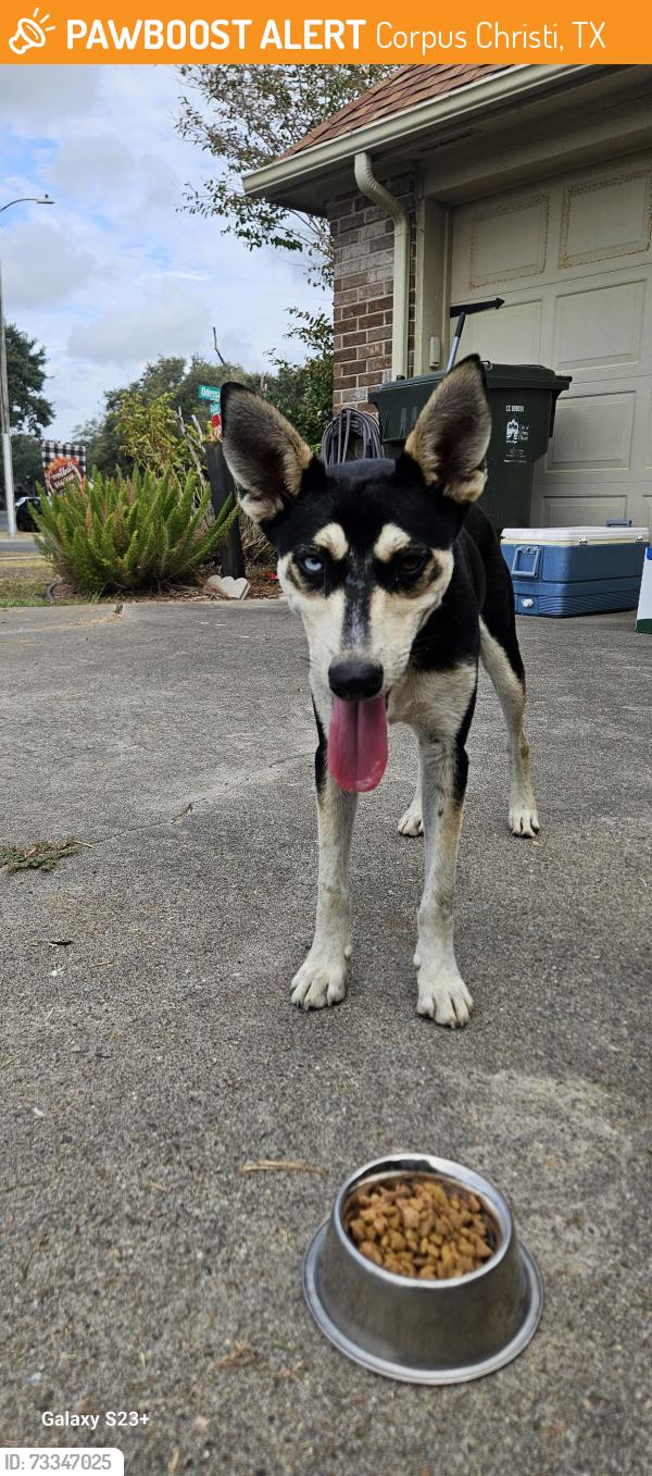 Found/Stray Male Dog last seen Yorktown and Everhart, Corpus Christi, TX 78413