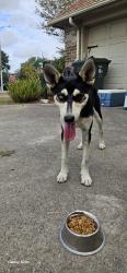 Found/Stray Male Dog last seen Yorktown and Everhart, Corpus Christi, TX 78413
