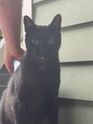 Found/Stray Unknown Cat last seen NE 59th Ave & NE Klickitat, Portland, OR 97213