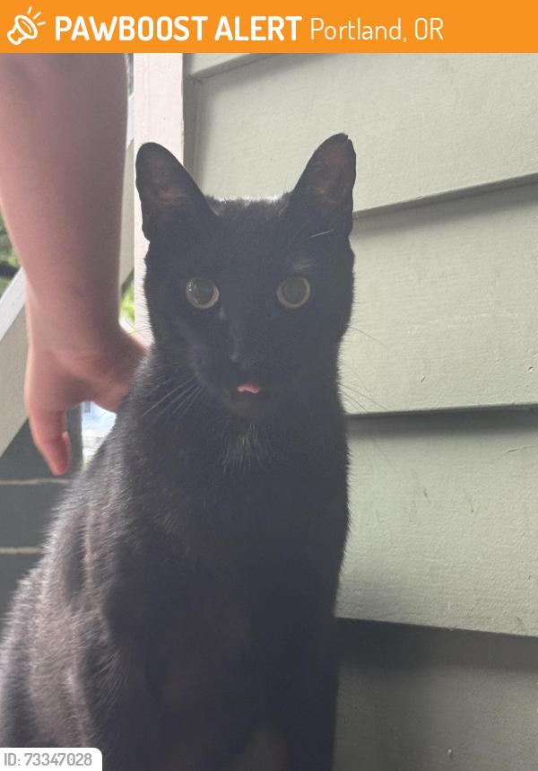 Found/Stray Unknown Cat last seen NE 59th Ave & NE Klickitat, Portland, OR 97213