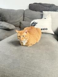 Lost Male Cat last seen St.Johns Bluff areA, Jacksonville, FL 32246