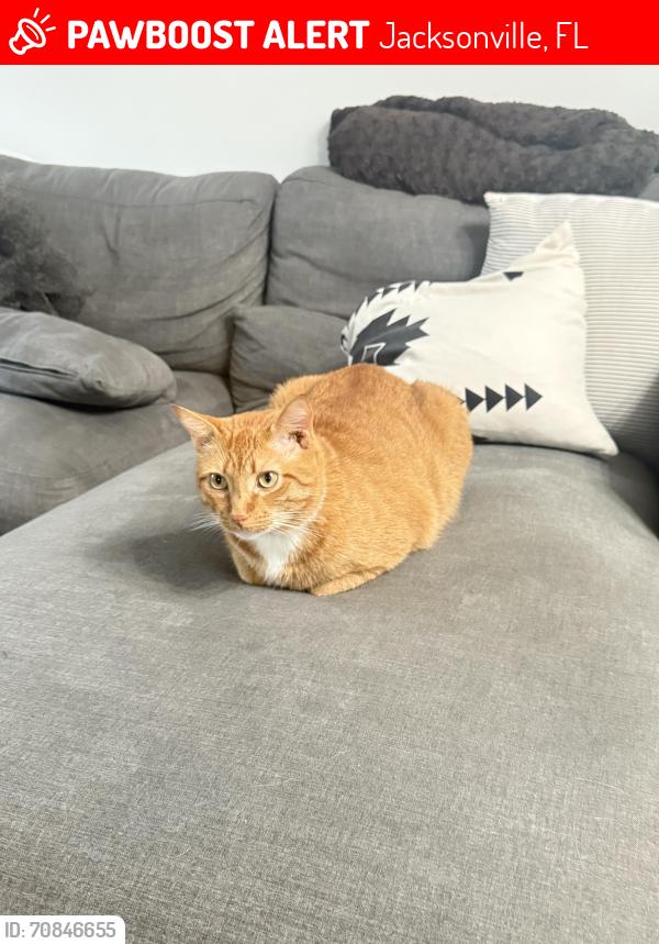 Lost Male Cat last seen St.Johns Bluff areA, Jacksonville, FL 32246