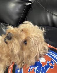 Lost Male Dog last seen Riggs rd and Chapman Rd, Hyattsville, MD 20783