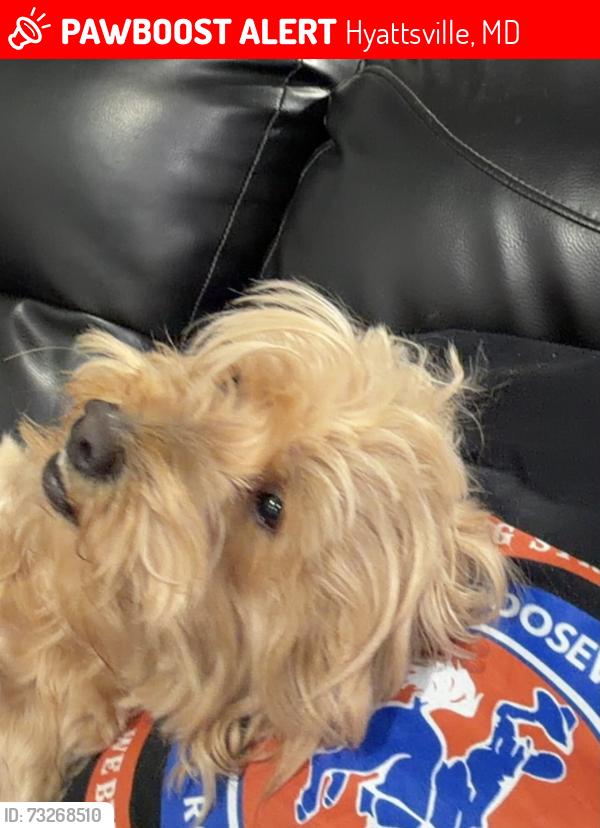 Lost Male Dog last seen Riggs rd and Chapman Rd, Hyattsville, MD 20783