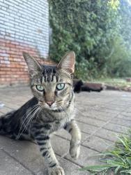 Lost Male Cat last seen Near n park ave maize ks, Maize, KS 67101