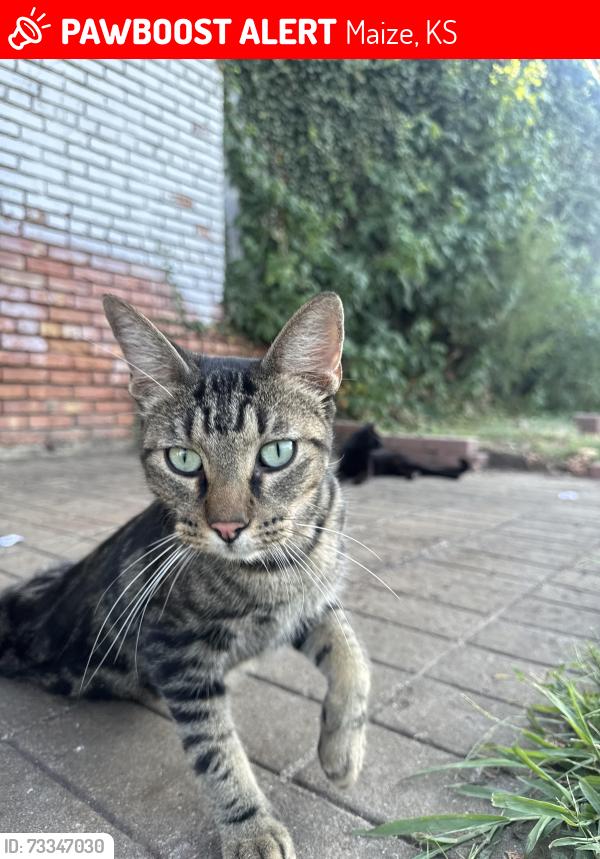 Lost Male Cat last seen Near n park ave maize ks, Maize, KS 67101