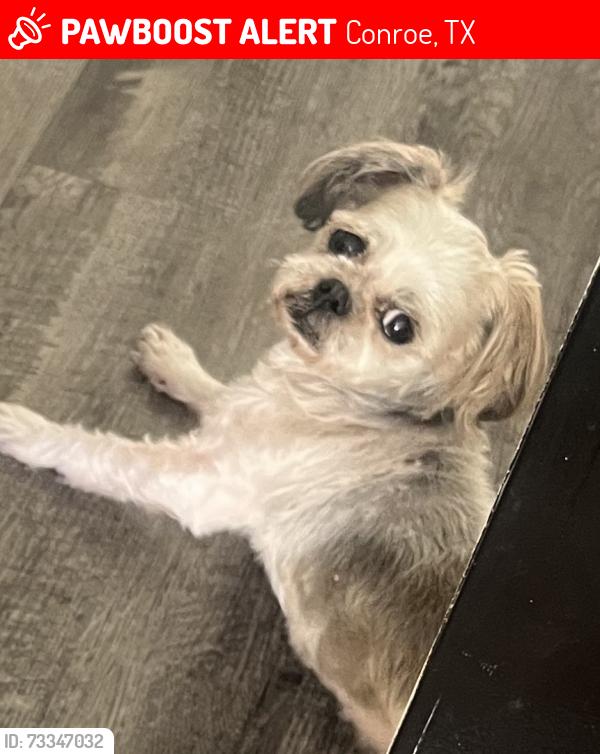 Lost Female Dog last seen Near, Conroe, TX 77385